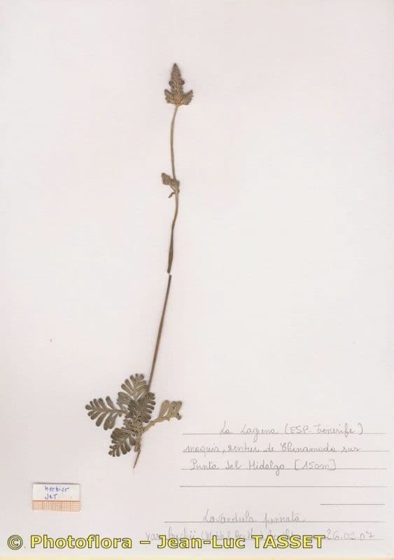 Lavendel 19