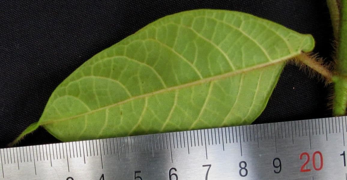 Fischeria 7