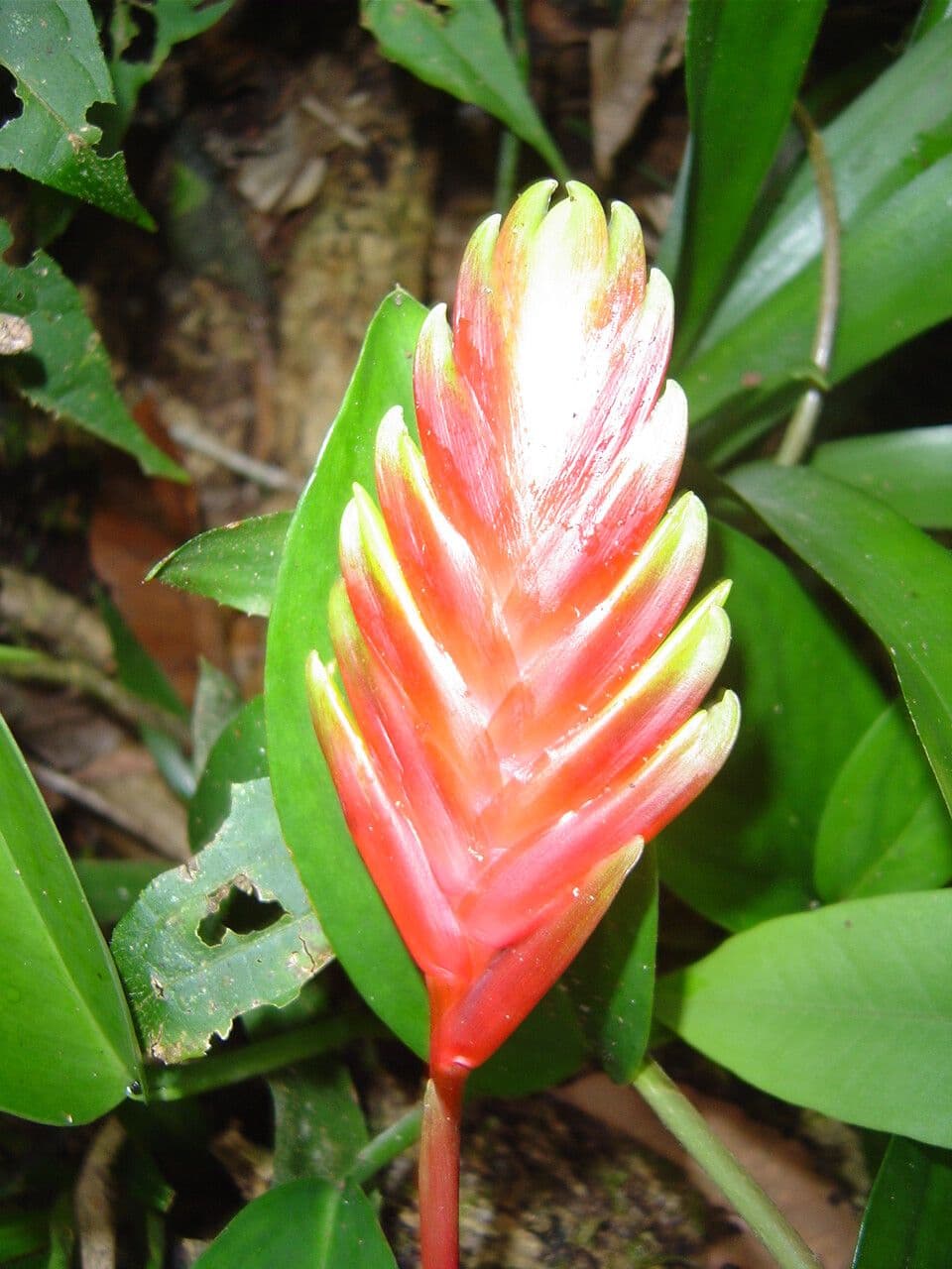 Vriesea 4