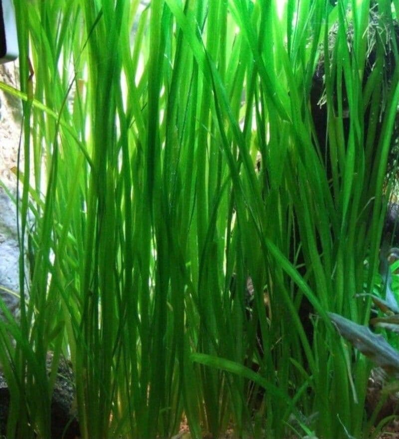 Valisneria americká 3