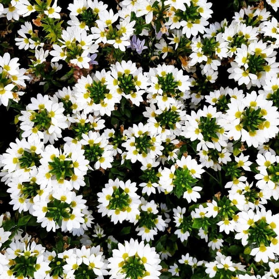 Scaevola 9