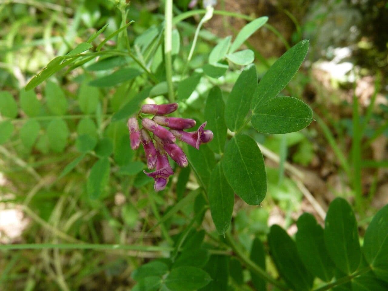 Cicerchia nera 29