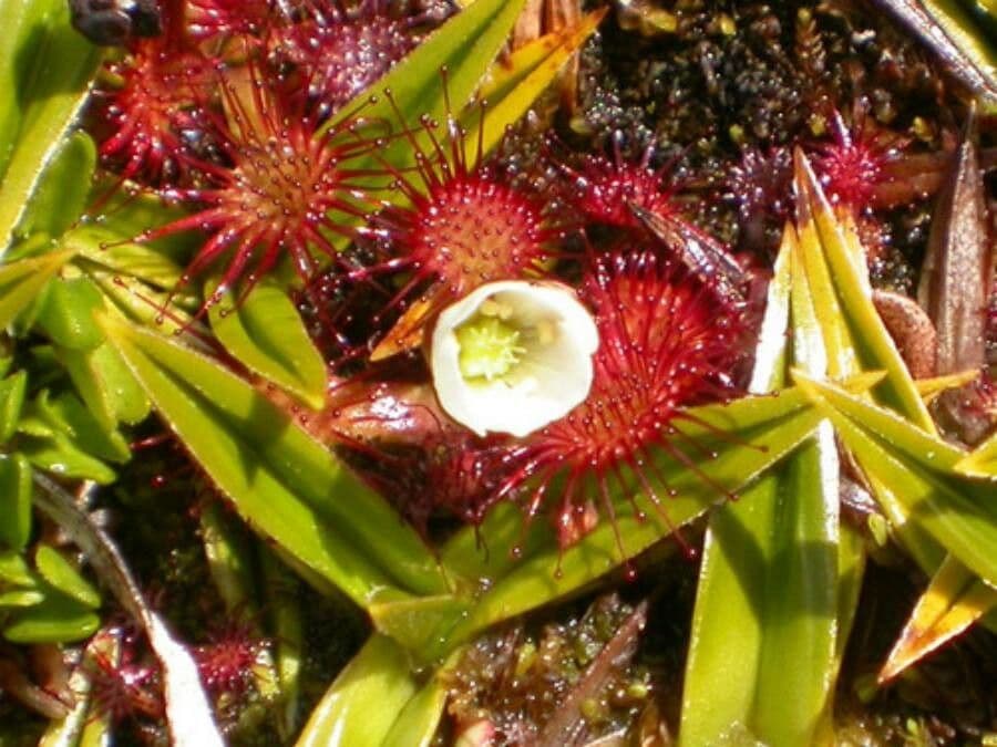 Drosera 2