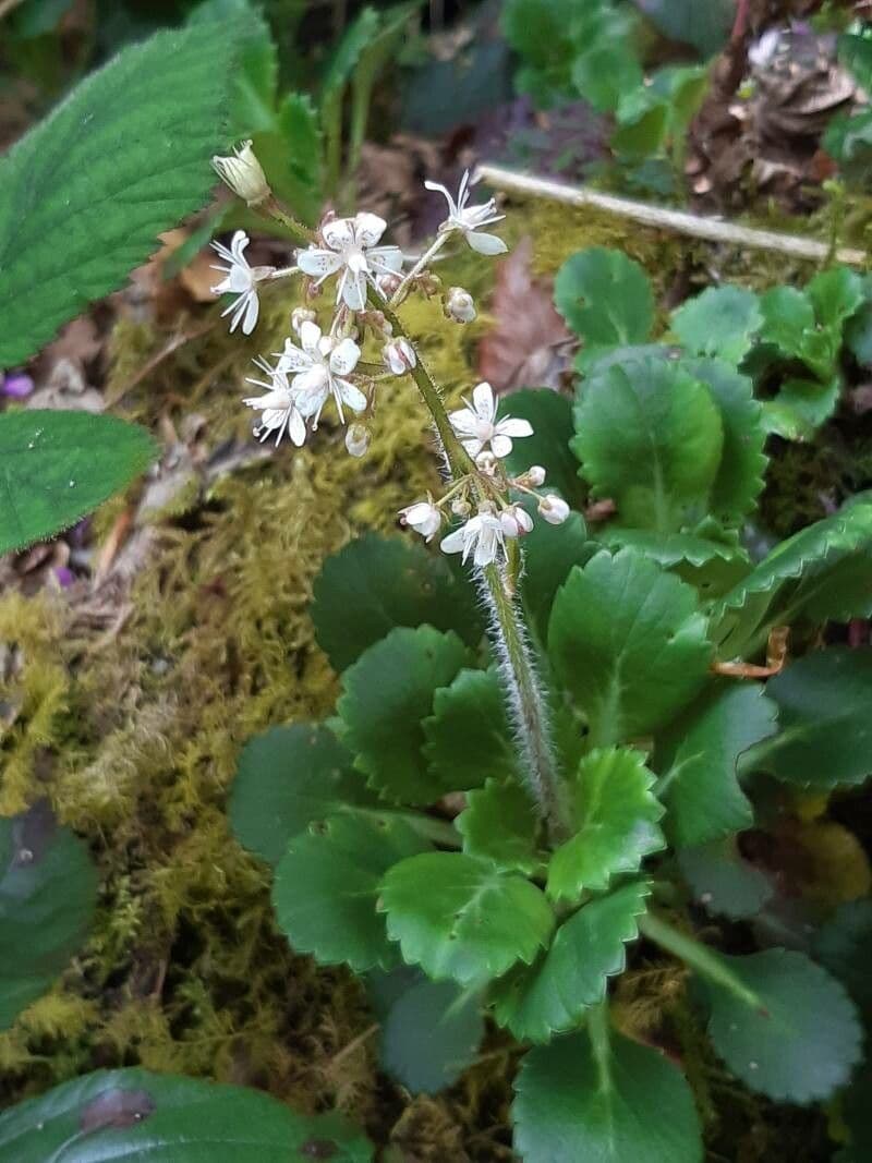 Sassifraga spatolata 2