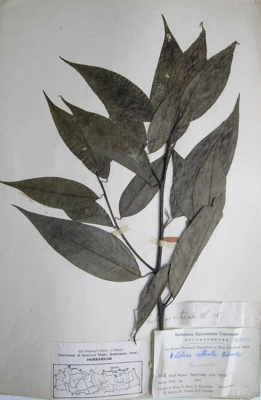 Litsea cubeba 2
