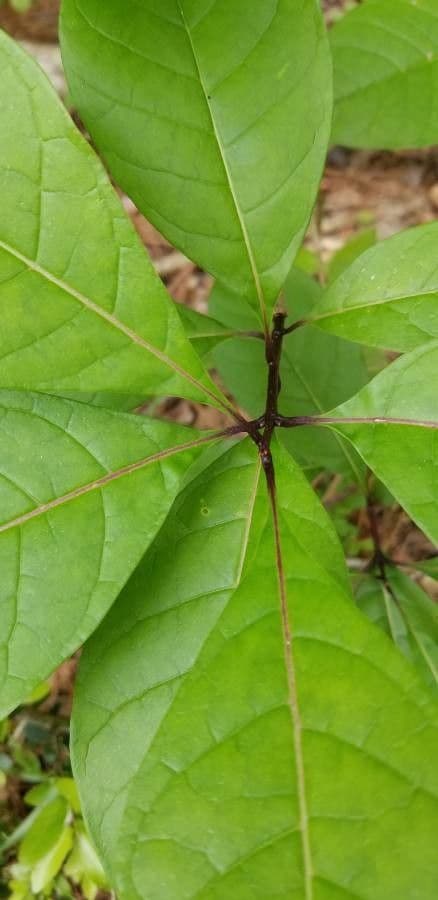 Chionanthus 21