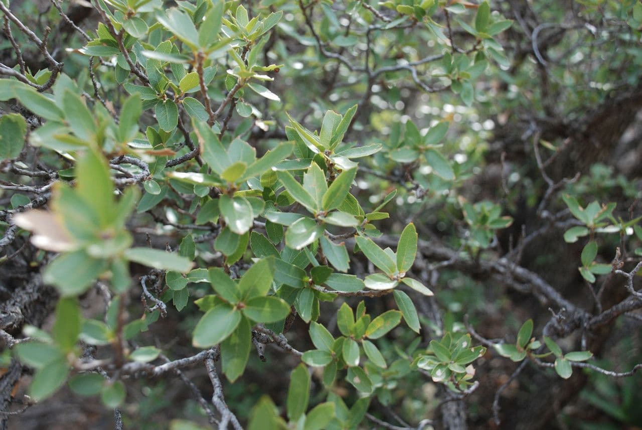 Quercia