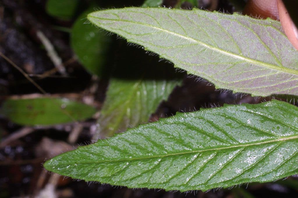 Blephilia ciliata 13