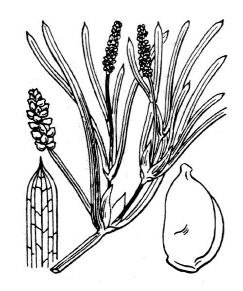 Potamogeton compresso 3
