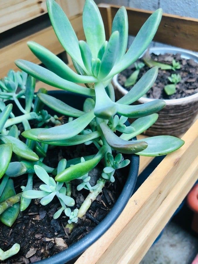 Pachyphytum