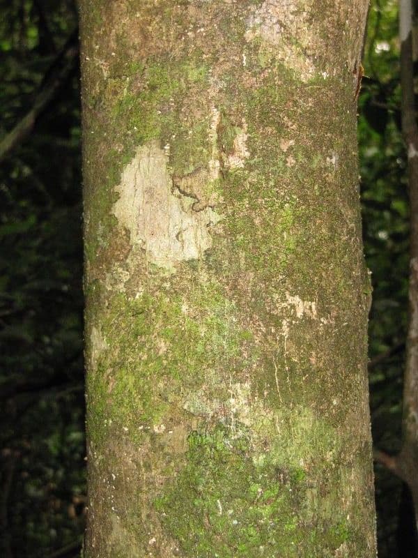 Schefflera 8