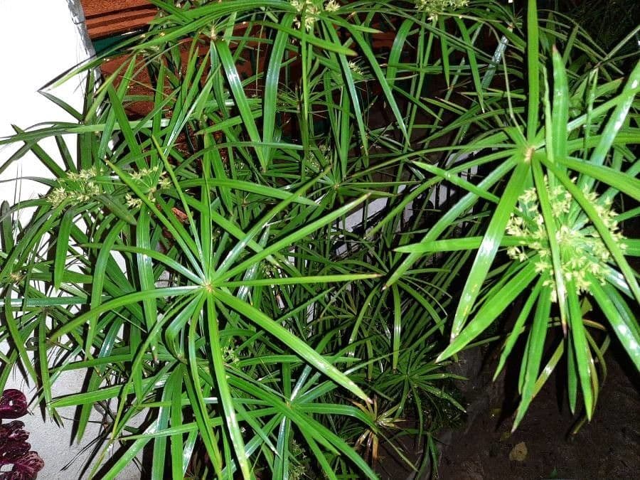 Zigolo involucrato 16