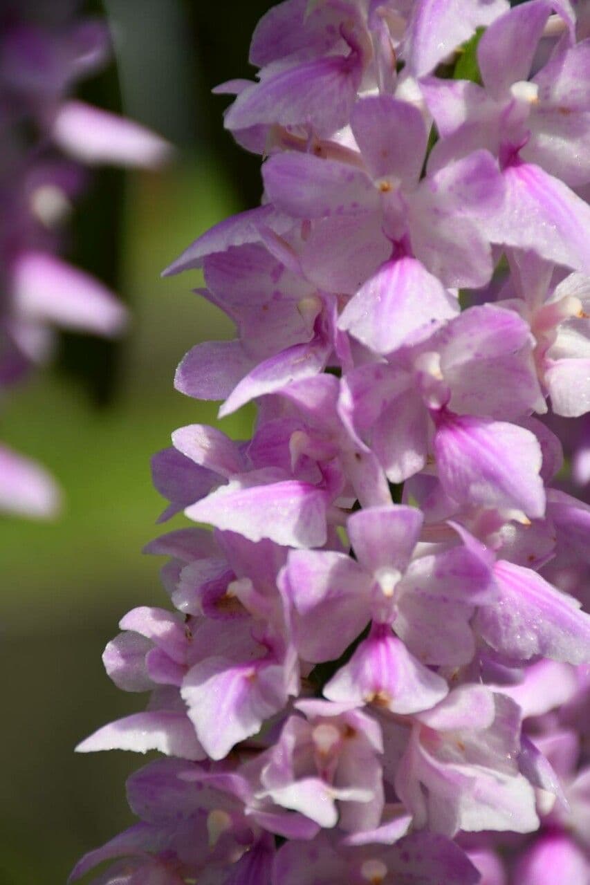 Aerides 2