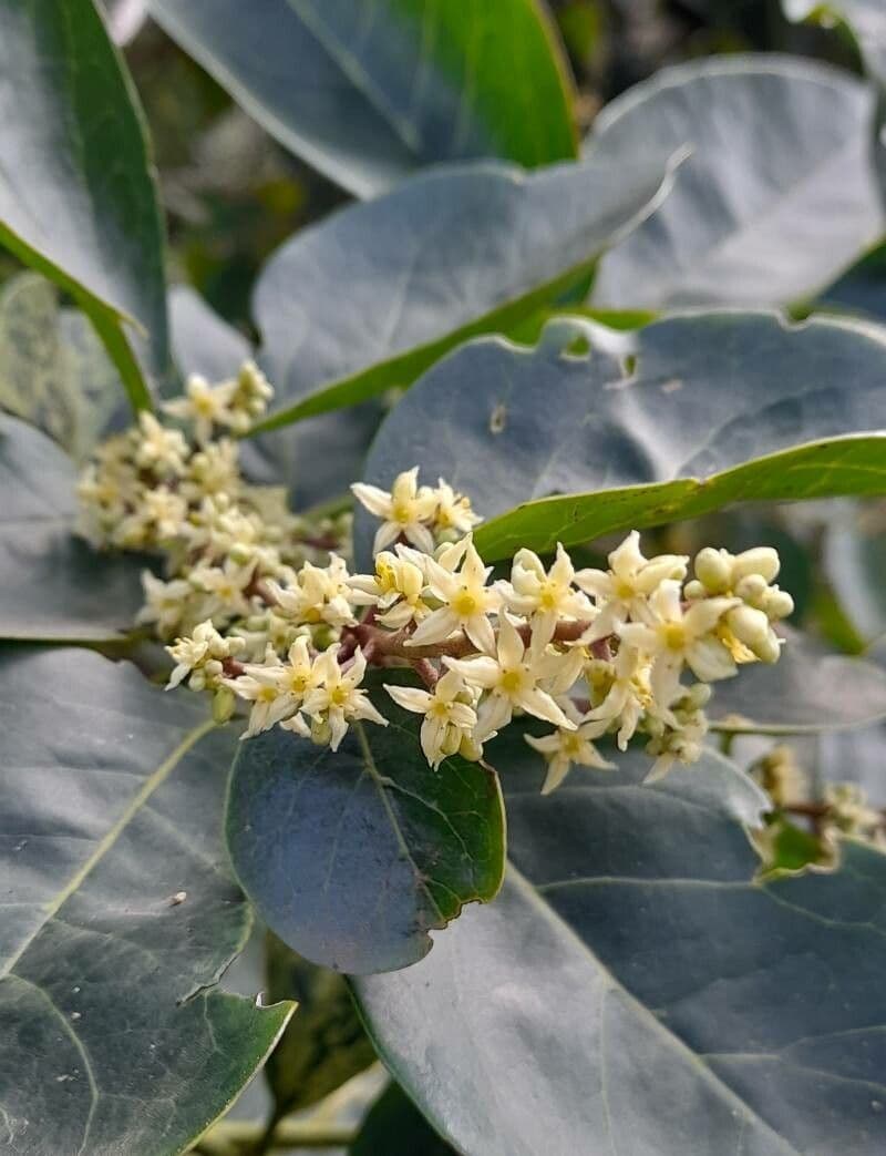 Citronela 2
