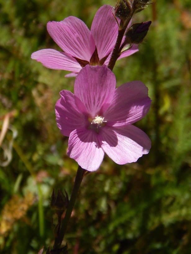 Sidalcea novomexická 3