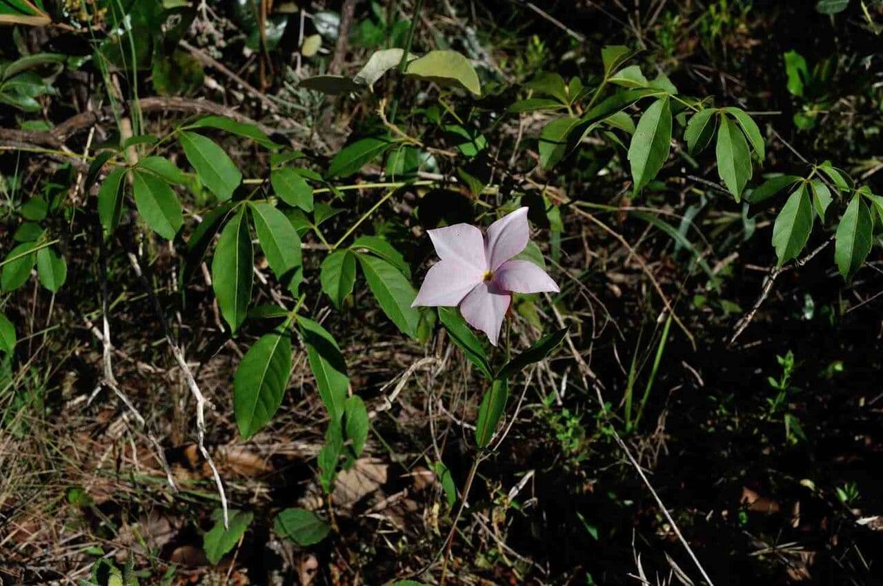 Mandevilla 6