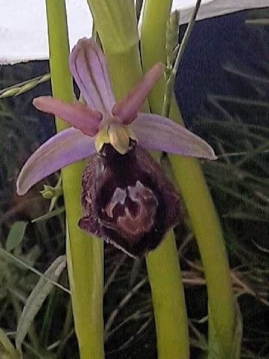 Vstavač Bertoloniův 6