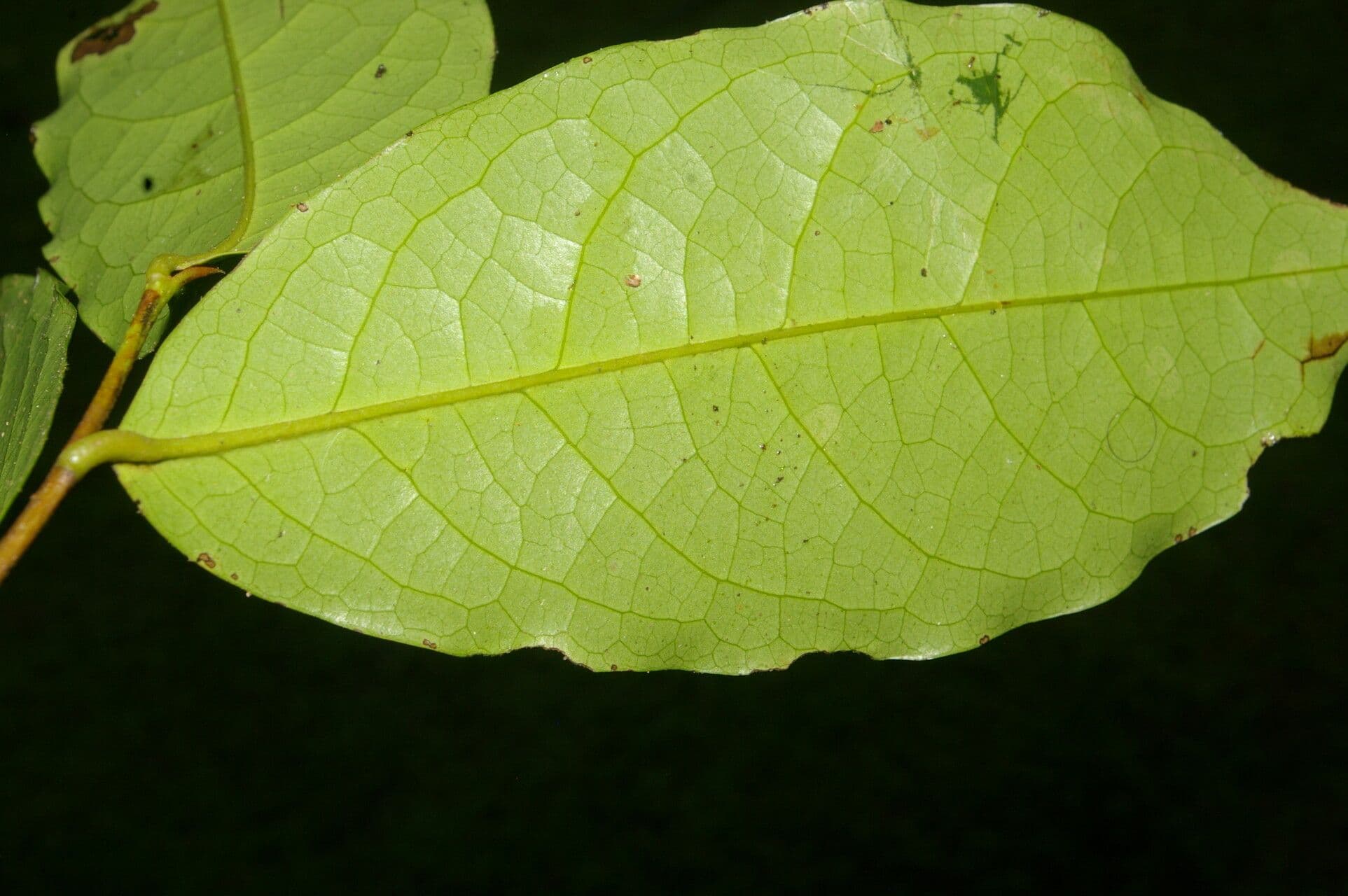 Desmopsis 9
