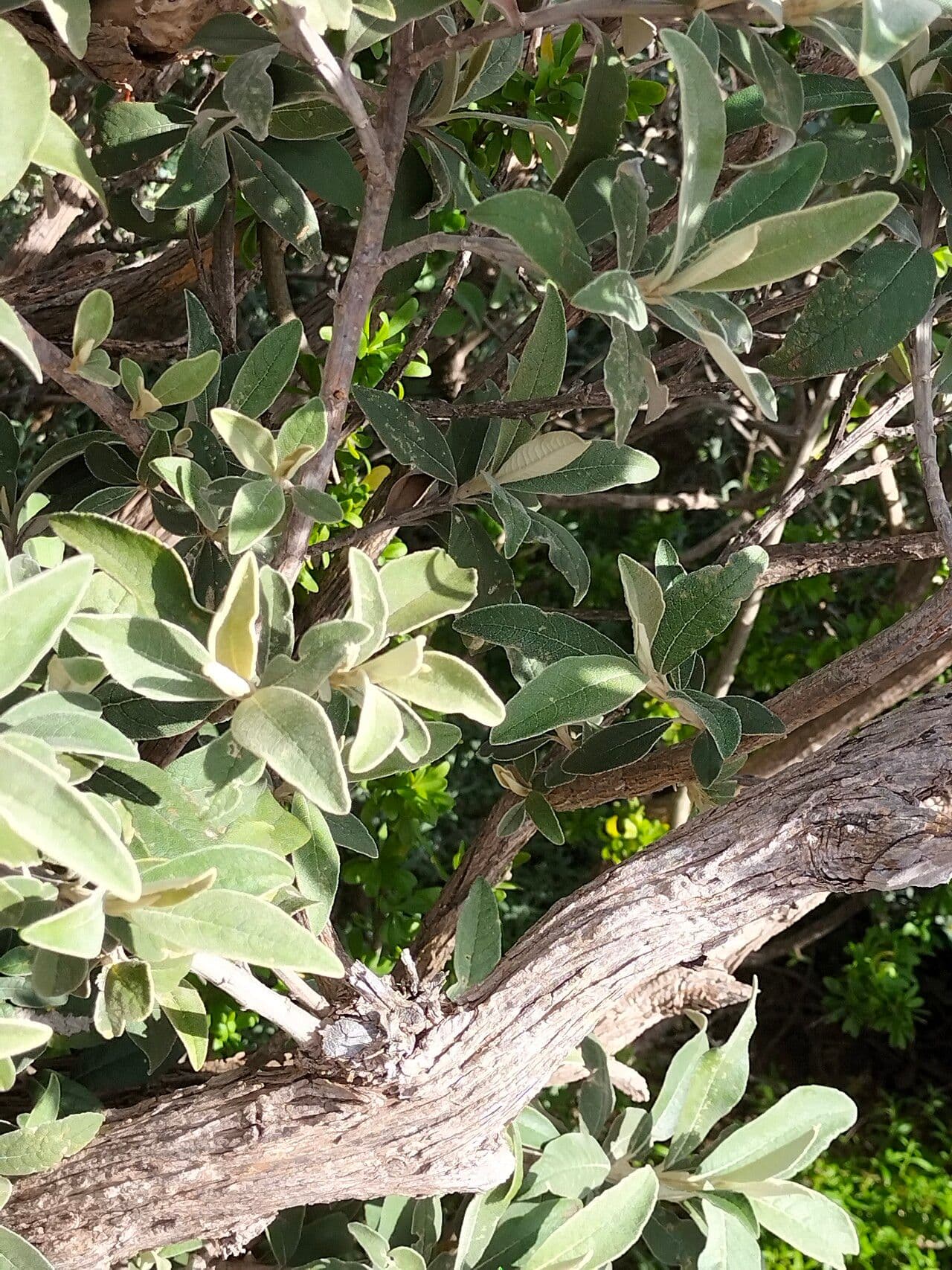 Kampherbaum 17