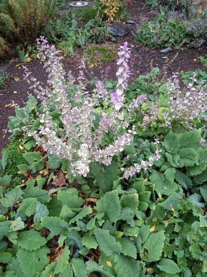 Šalvia muškátová 13