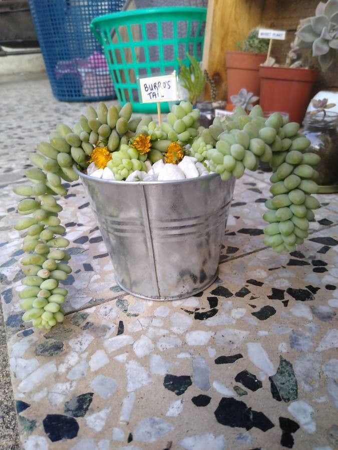 Borracina 2