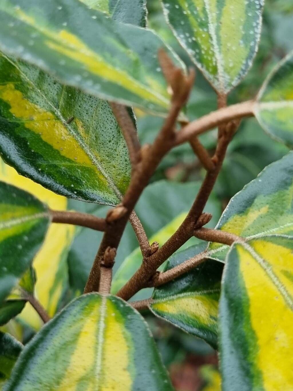 Elaeagnus 22