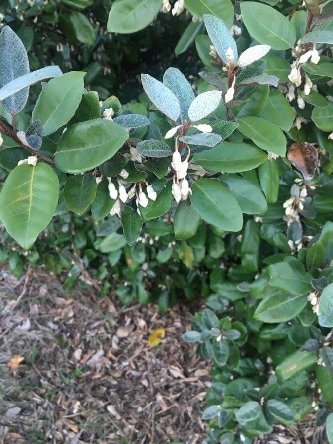 Elaeagnus 15