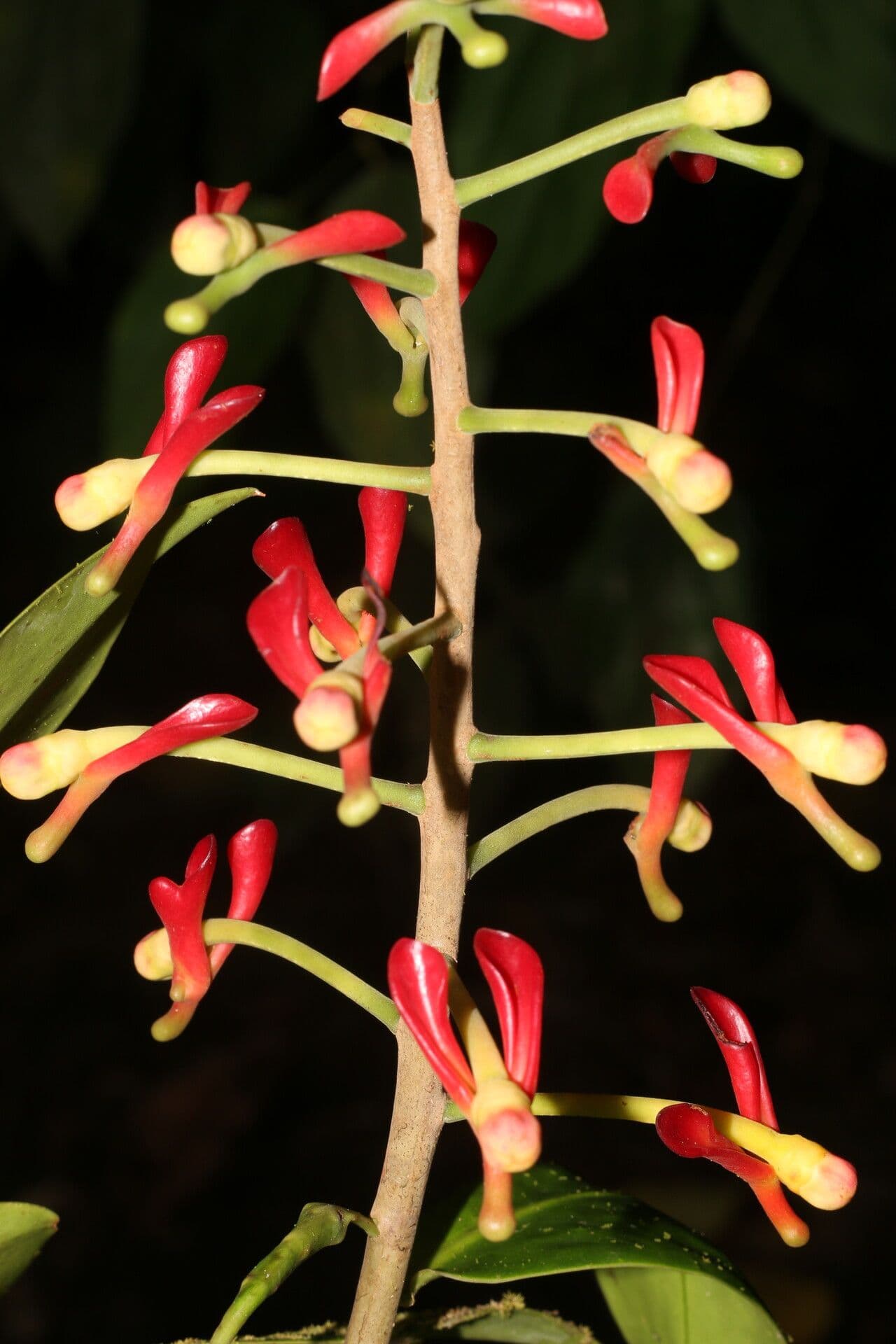 Souroubea 6