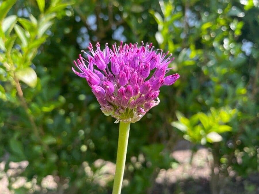 Cipolla 4