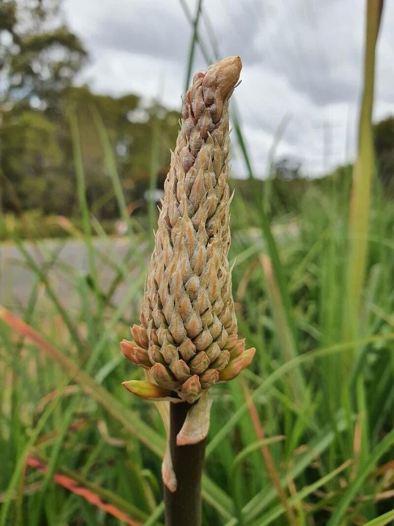 Fackellilie 5