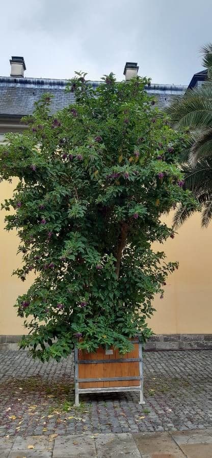 Iochroma 11