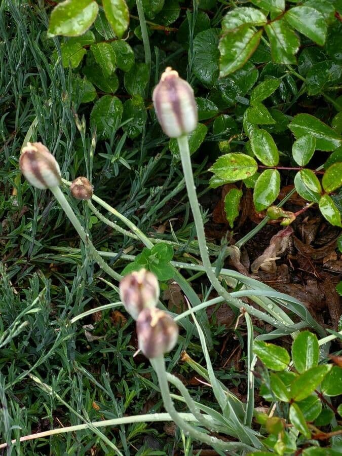 Tulipano
