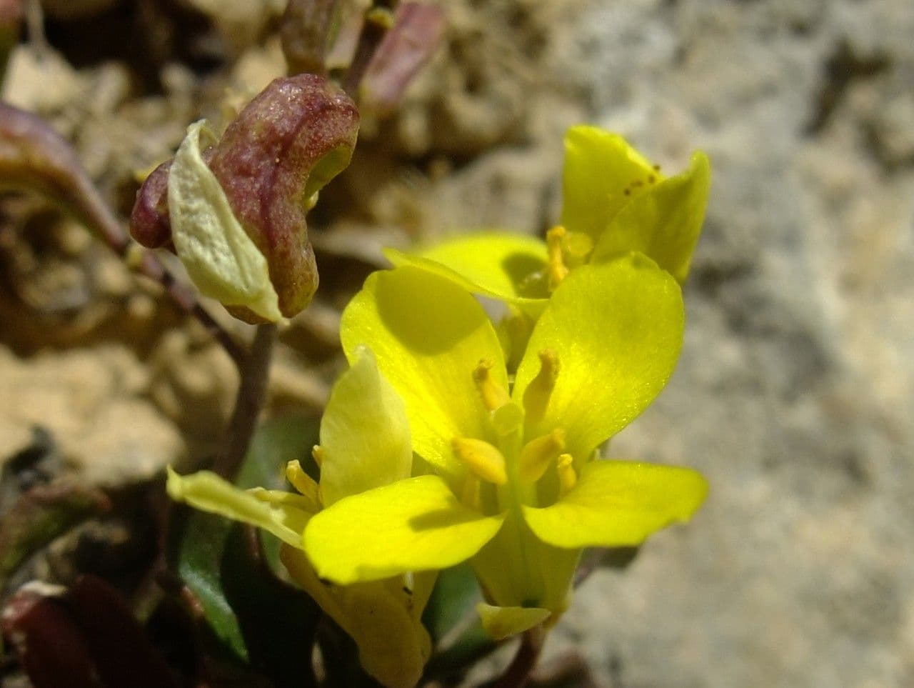 Brassica repanda 8