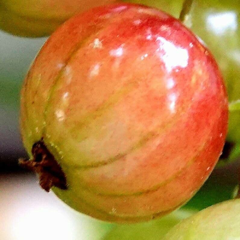 Ríbezľa červená 30