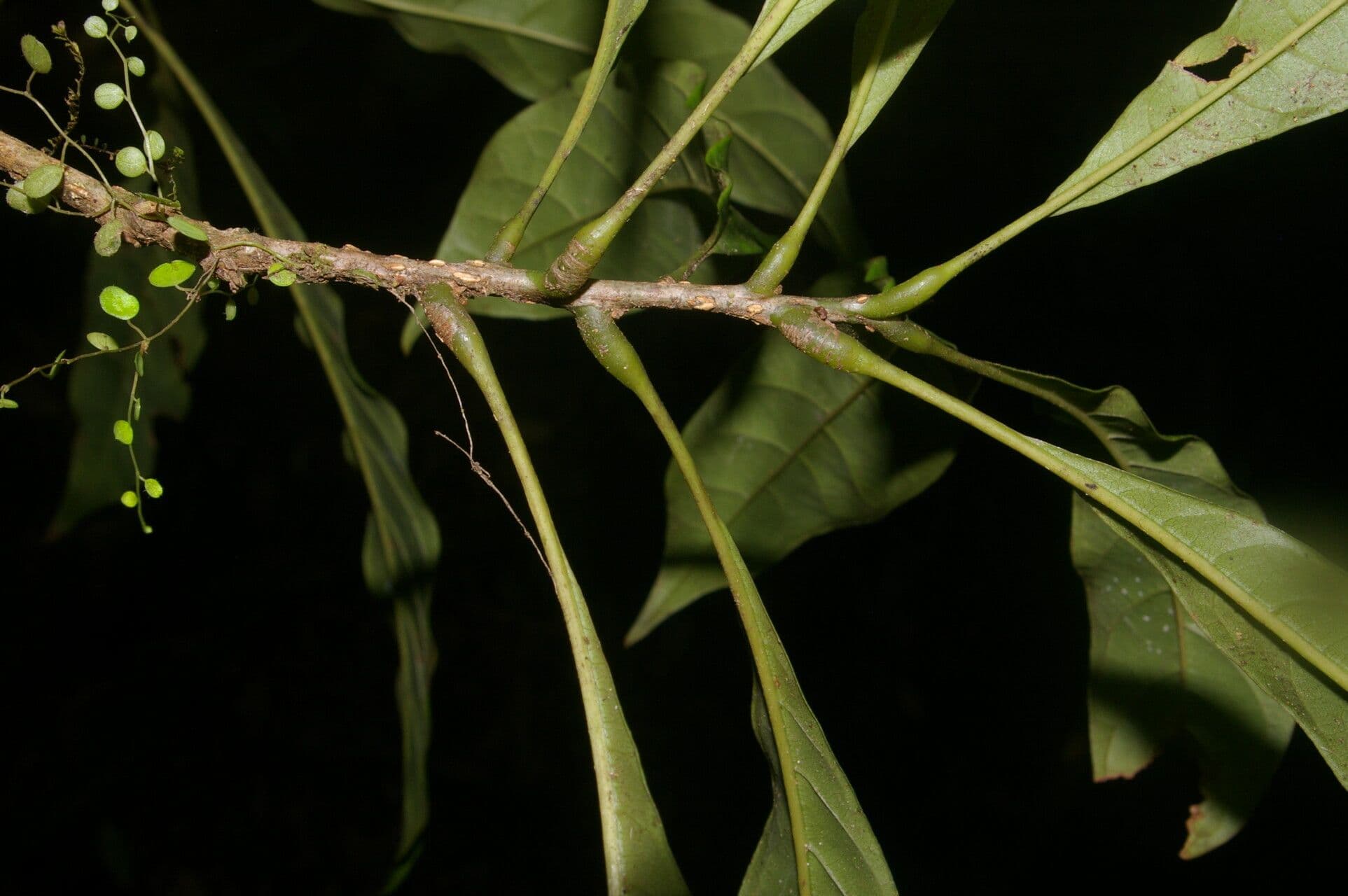 Meliosma 19