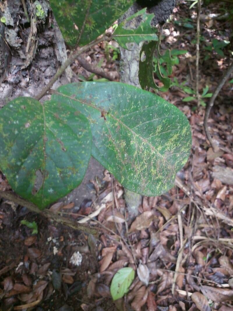 Cordia 3