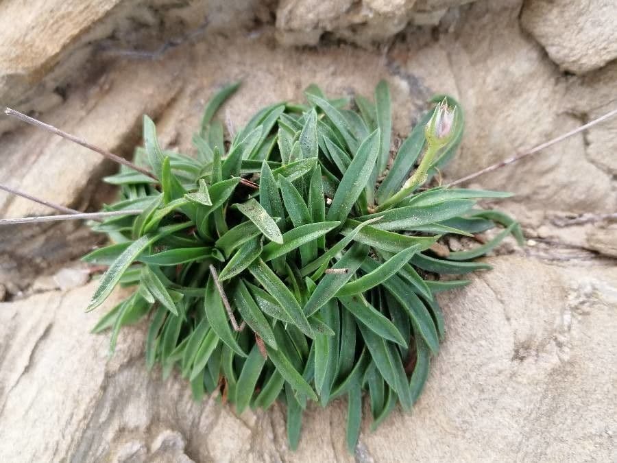 Armeria ruscinonensis 14