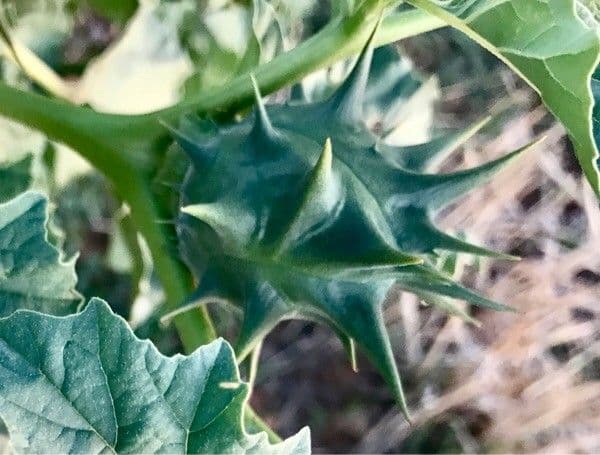 Datura 5