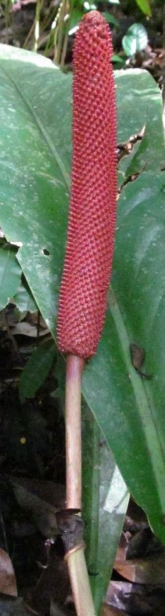 Anthurium 8