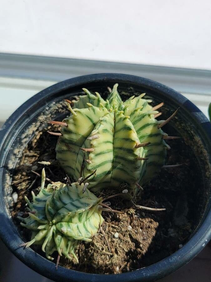 Melonensporn 5