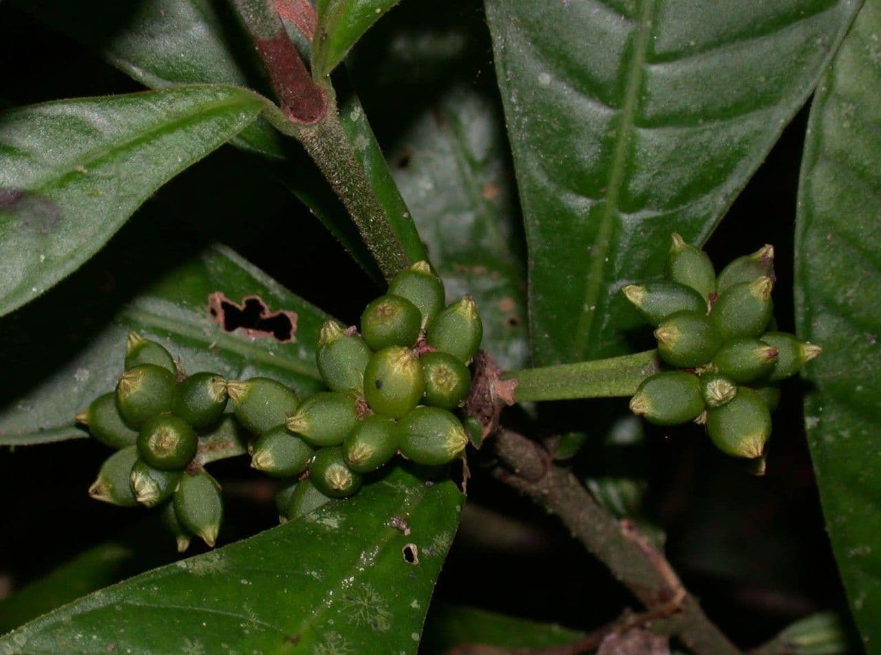Psychotria 3