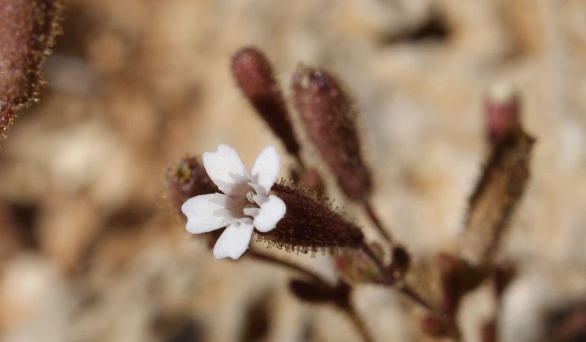 Silene sedoides 3