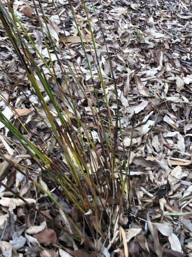 Thamnochortus 6