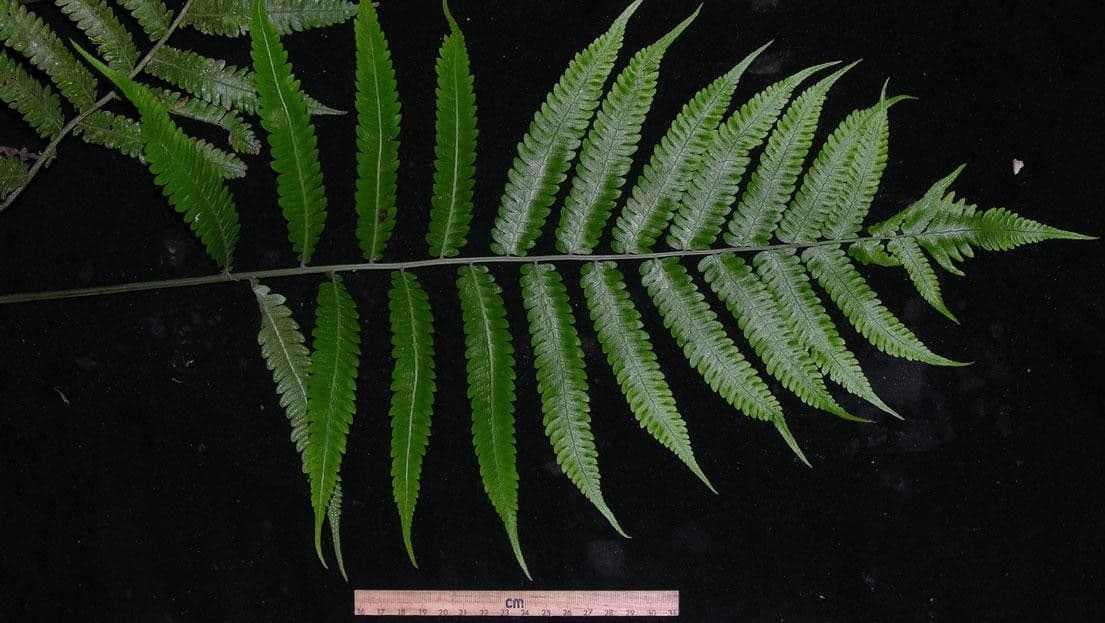 Thelypteris 5
