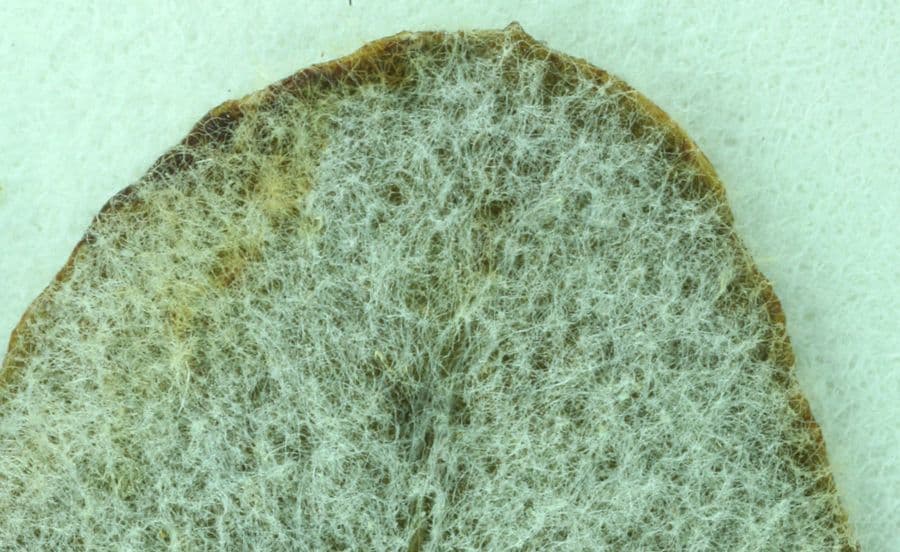 Ruten-Buckwheat 13