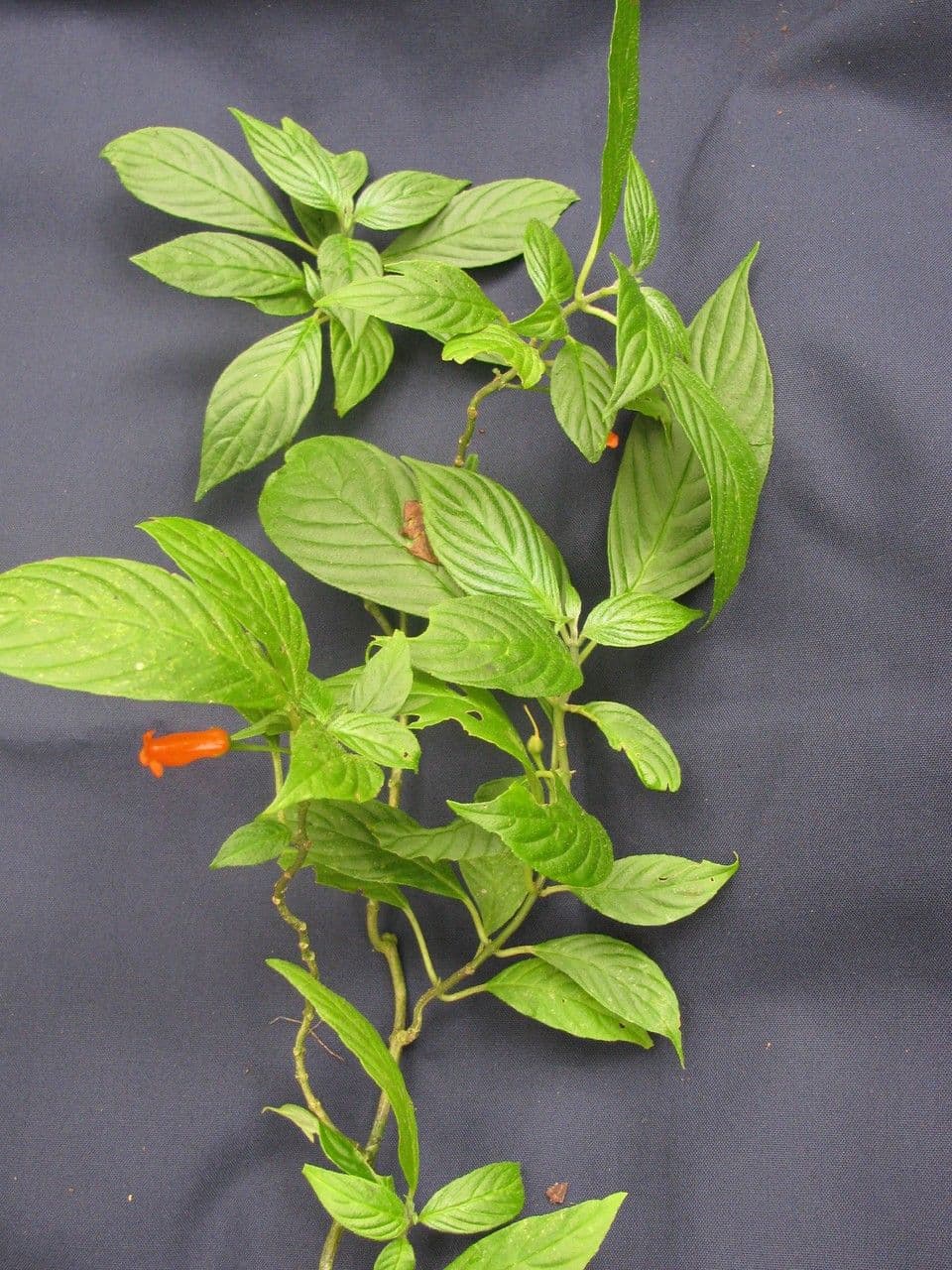 Besleria simile al solano 2