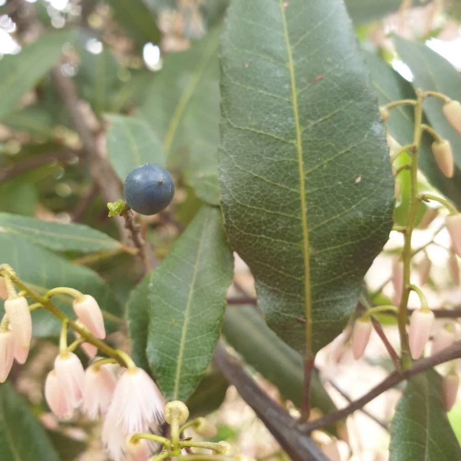 Elaeocarpus reticulatus 2