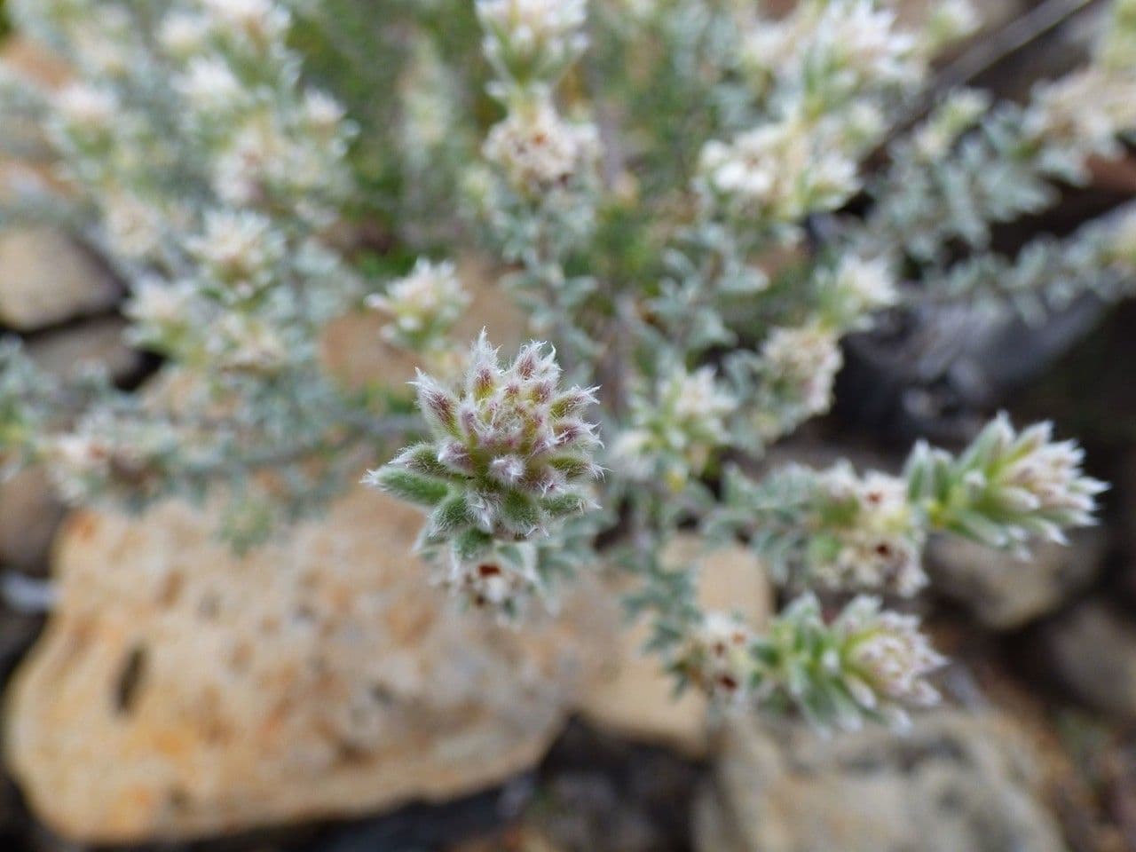 Phylica 3