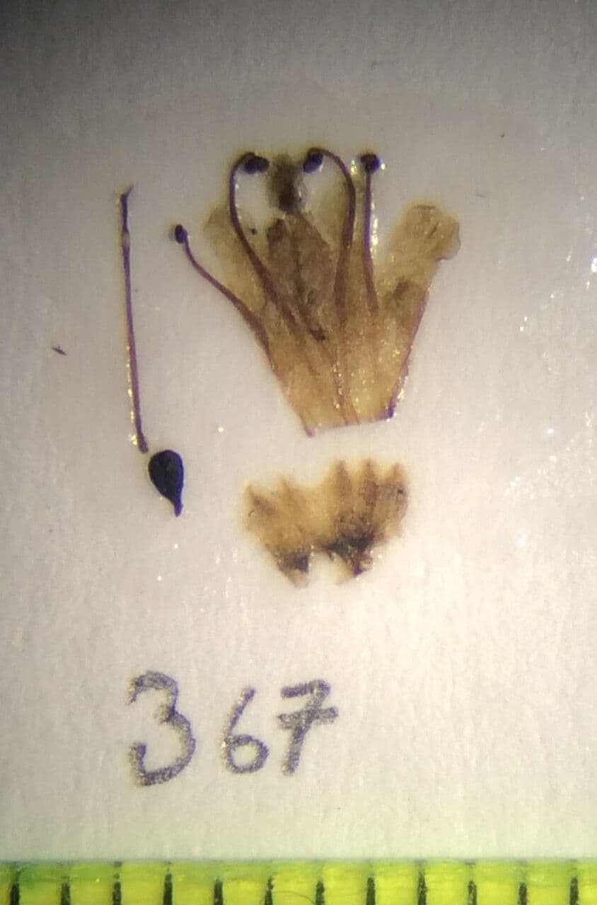 Premna odorata 4
