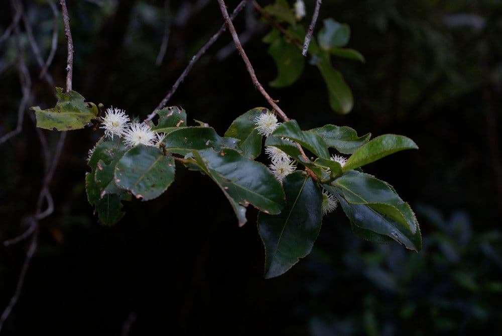 Aphloia theiformis 26